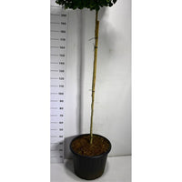 Tempelträd – Ginkgo biloba 'Mariken' - C65 180 cm. Stam