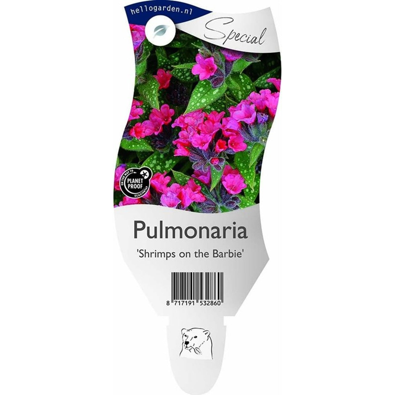 Lungört – Pulmonaria 'Shrimps on the Barbie' - P11