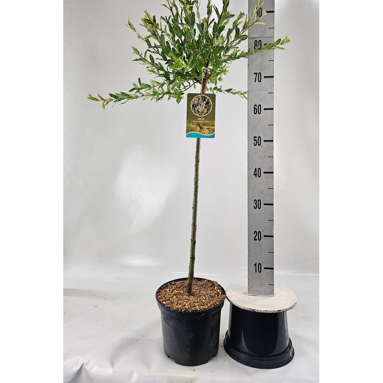 Japansk vide – Salix integra 'Hakuro-nishiki' - 60 CM Stem C5