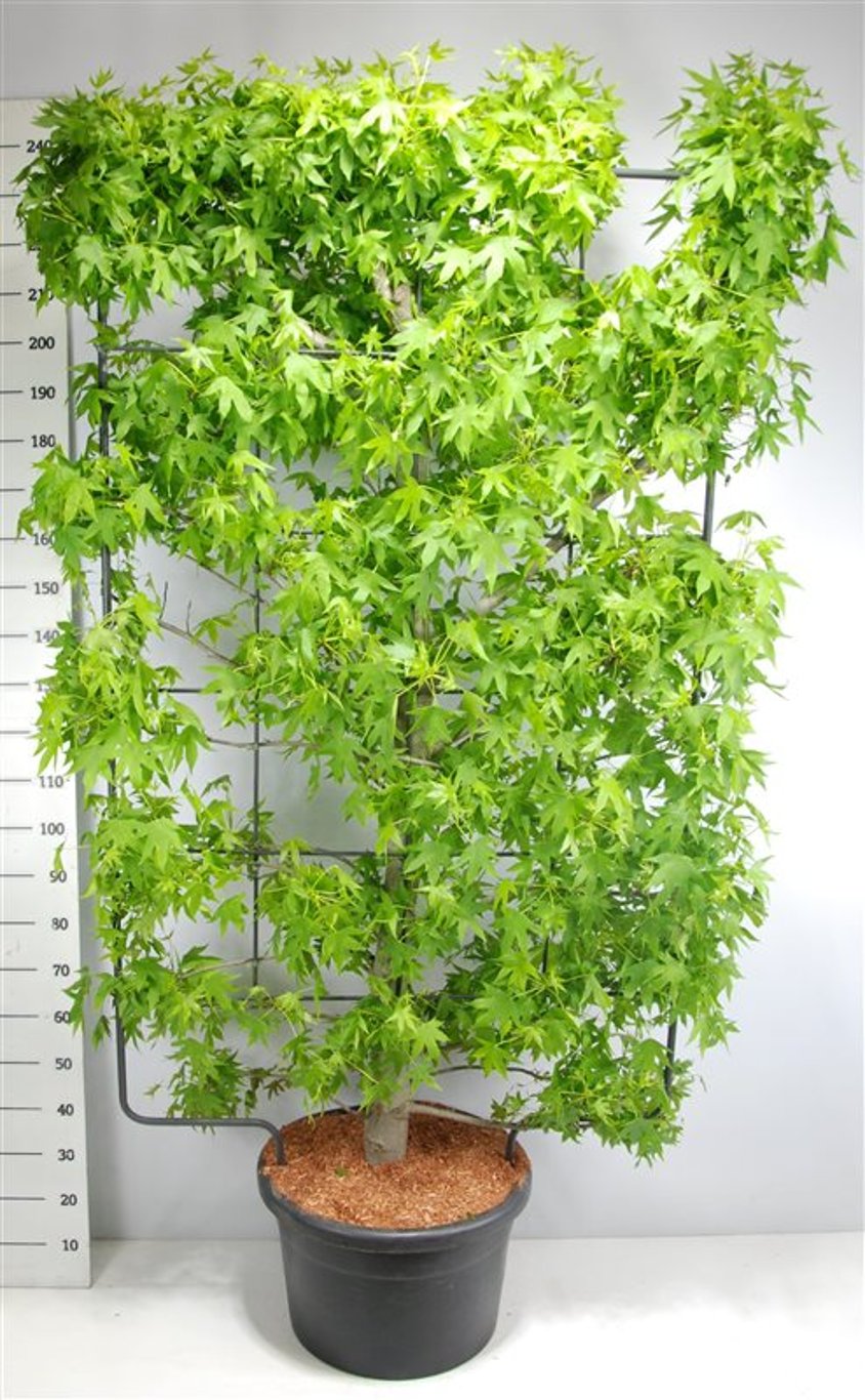 Amerikansk ambra – Liquidambar styraciflua - C60 200 cm. Scherm