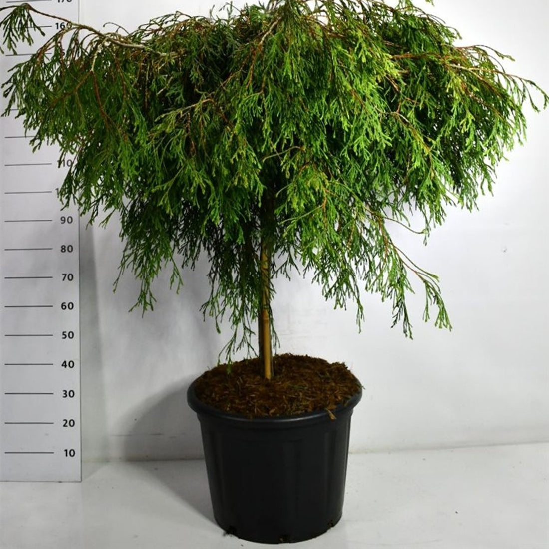 Thuja – Thuja plicata &