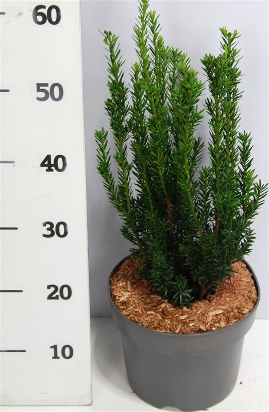 Hybrididegran – Taxus media &