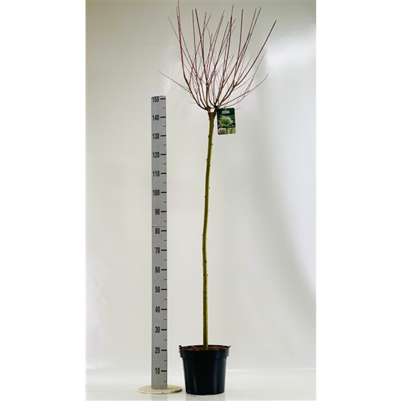 Japansk vide – Salix integra 'Hakuro-nishiki' - 125 CM Stem C7,5 - 2yr Crown