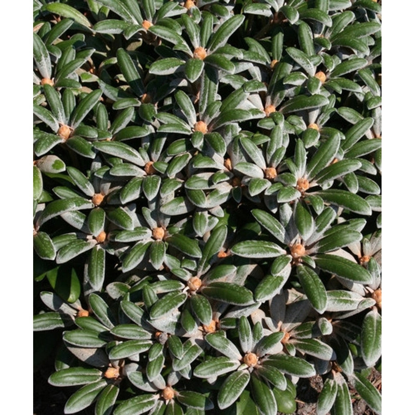 Rhododendron – Rhododendron 'Schneekissen' - C5 30-40 CM