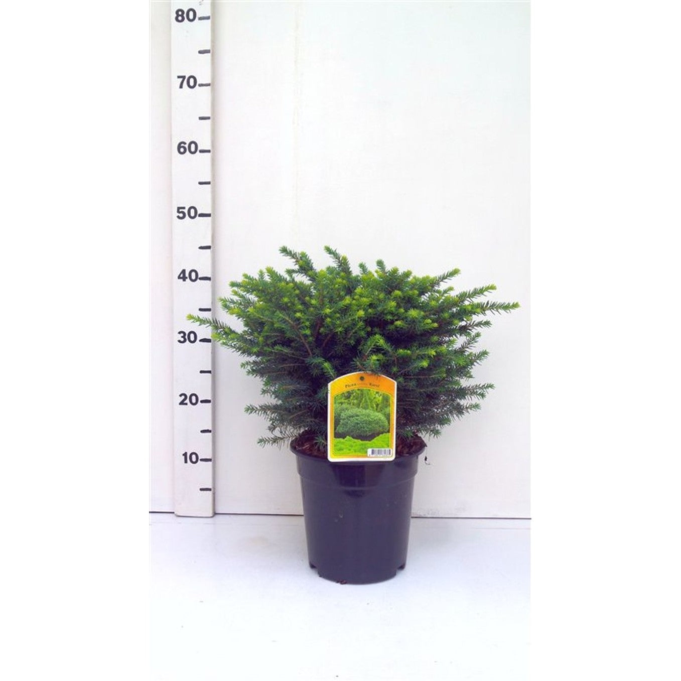 Serbgran – Picea omorika 'Karel' - C3 30-40 CM