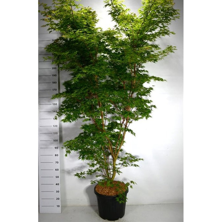 Japansk lönn – Acer palmatum 'Sangokaku' - C45 200-225 cm.