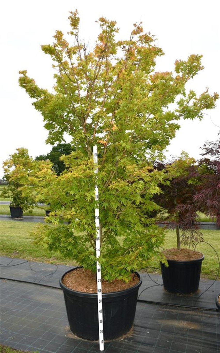 Japansk lönn – Acer palmatum &