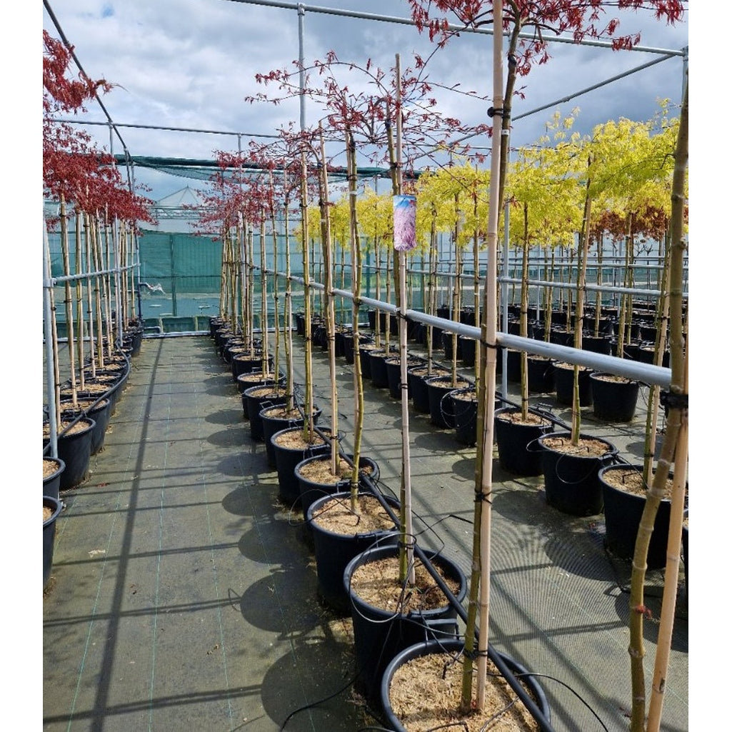 Japansk lönn – Acer pal. 'Tamukeyama' - 50 CM Stem C30