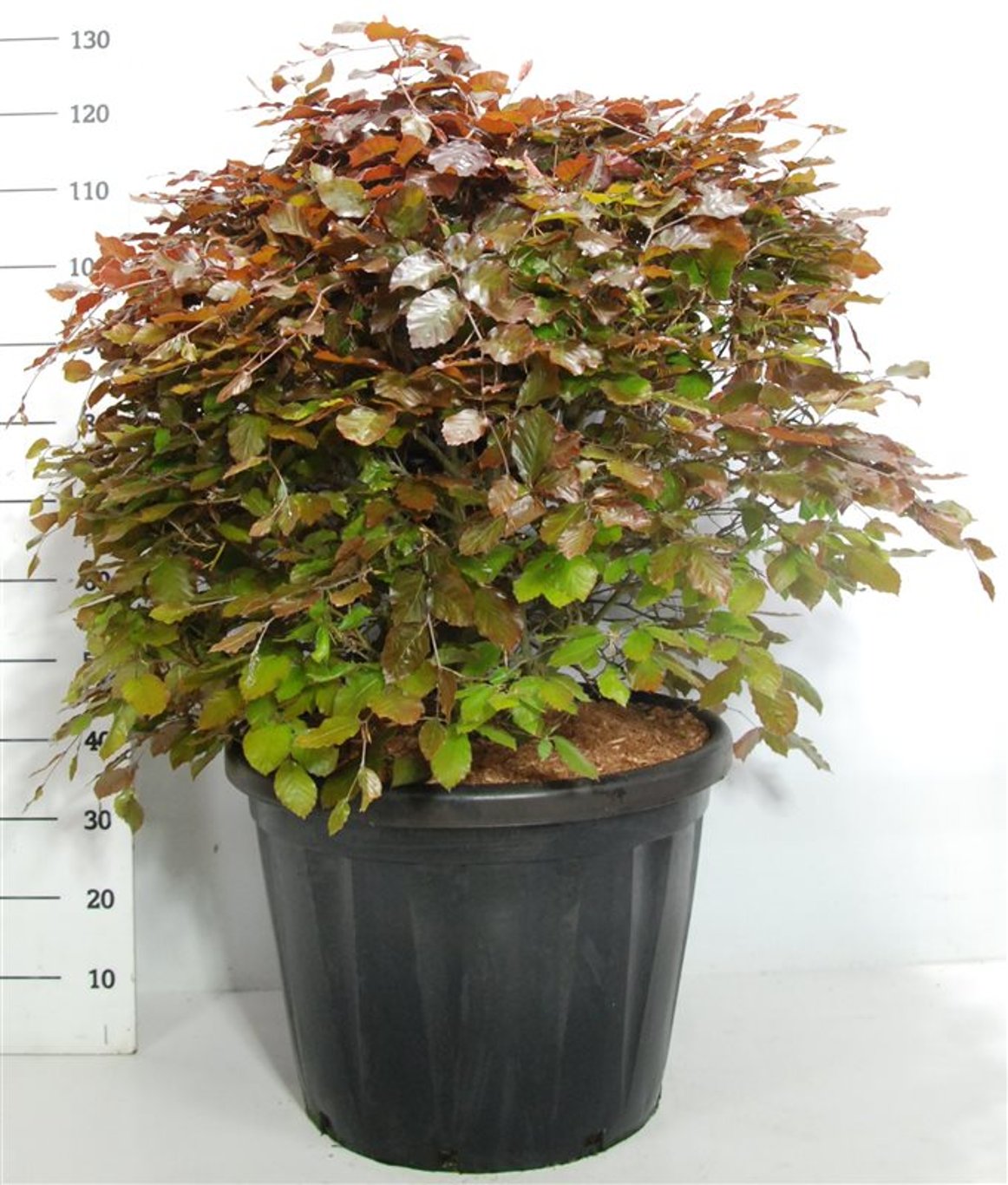 Blodbok – Fagus sylvatica 'Atropunicea' - C80 80-90 cm. Bol