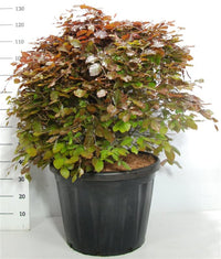 Blodbok – Fagus sylvatica 'Atropunicea' - C80 80-90 cm. Bol