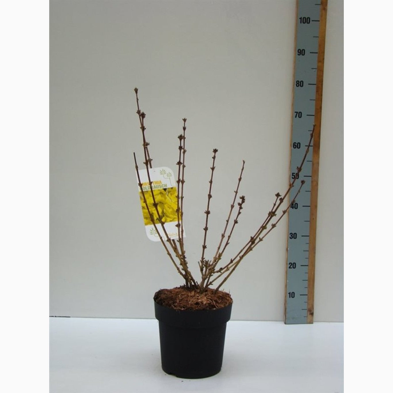 Forsythia – Forsythia 'Goldrausch' - C4,6 50-60 CM
