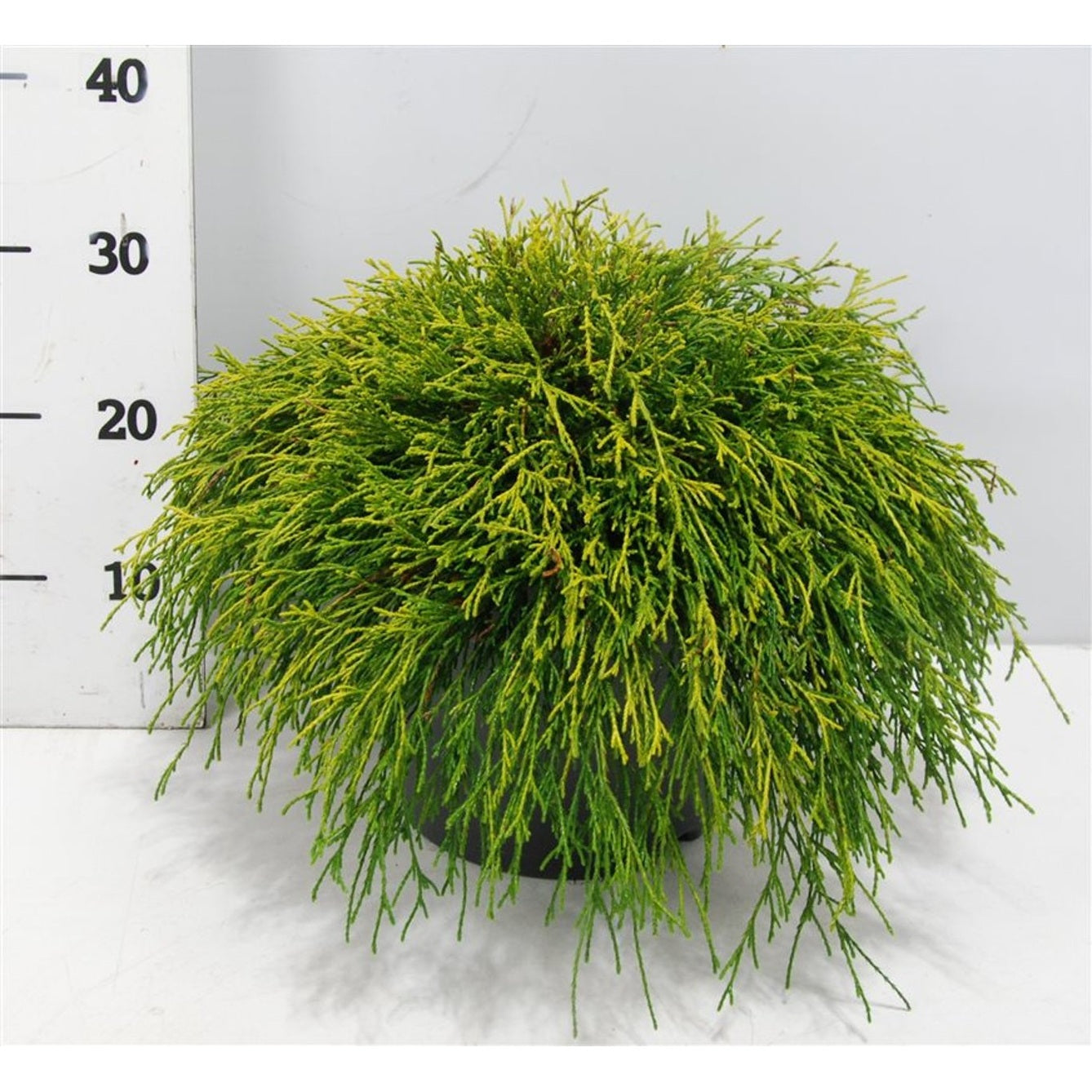 Ädelcypress – Chamaecyparis pisifera 'Sungold' - C7.5 50-60 CM