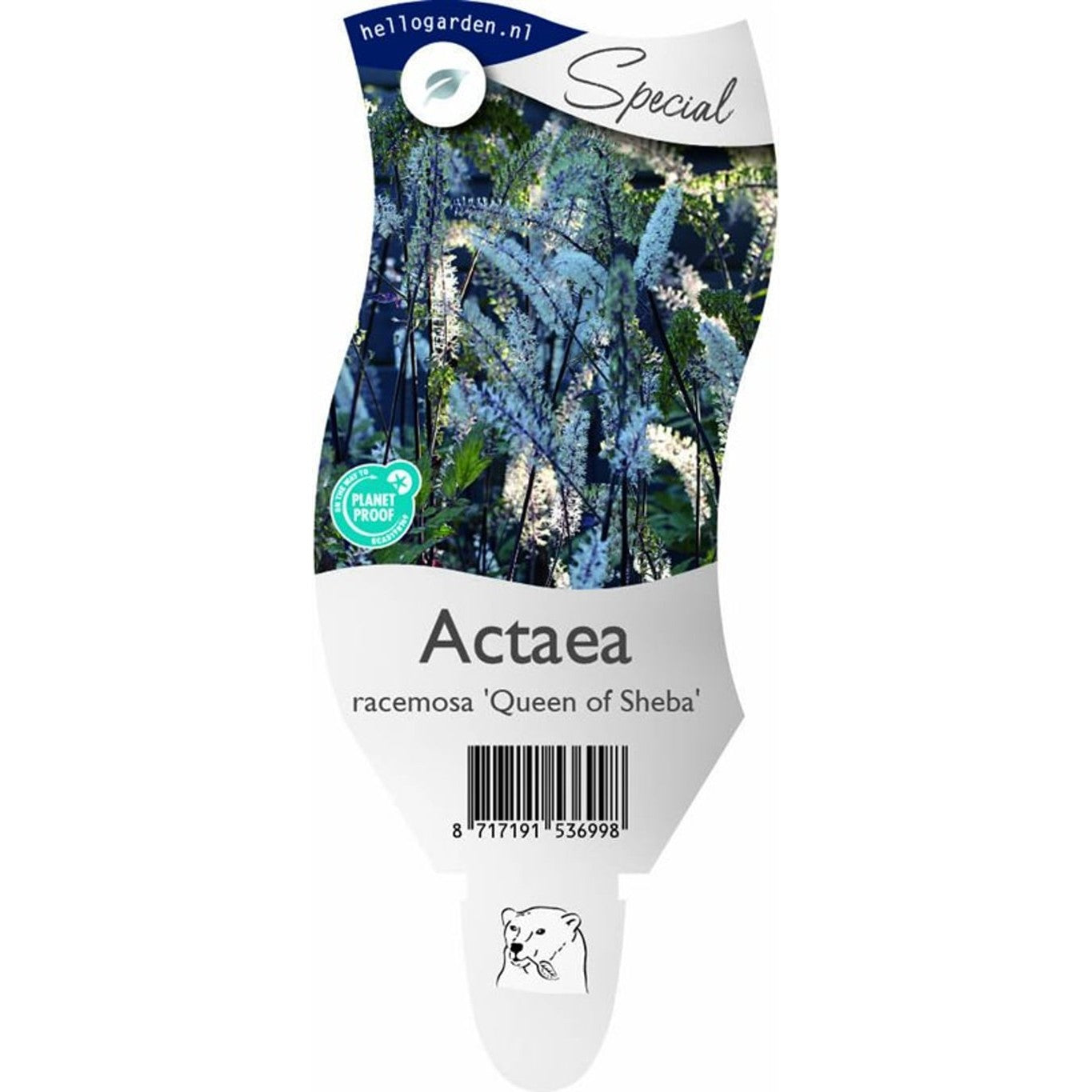 Silverax – Actaea racemosa 'Queen of Sheba' - P11