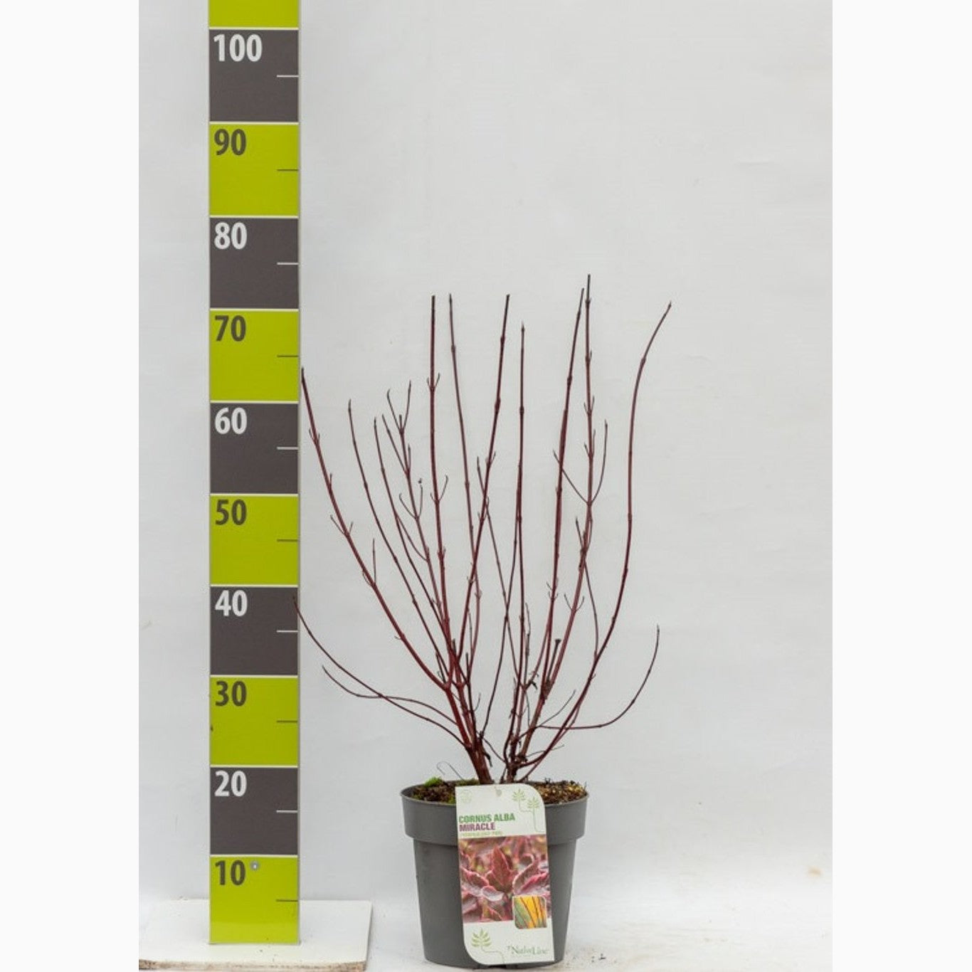 Kornell – Cornus alba 'Miracle' - C4,6 50-60 CM