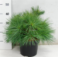 Västra vit­tall – Pinus strobus 'Blue Shag' - C5 30-40 cm.