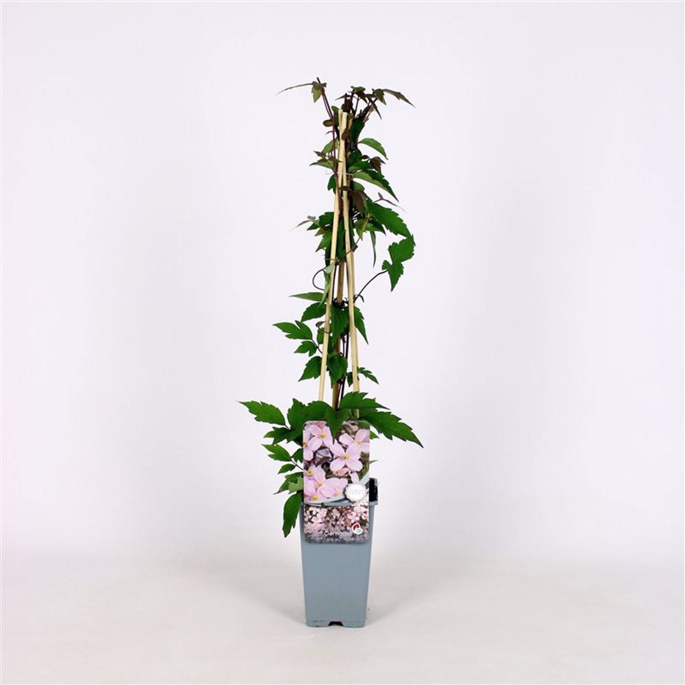 Klematis – Clematis montana rubens - C2 70/+ CM