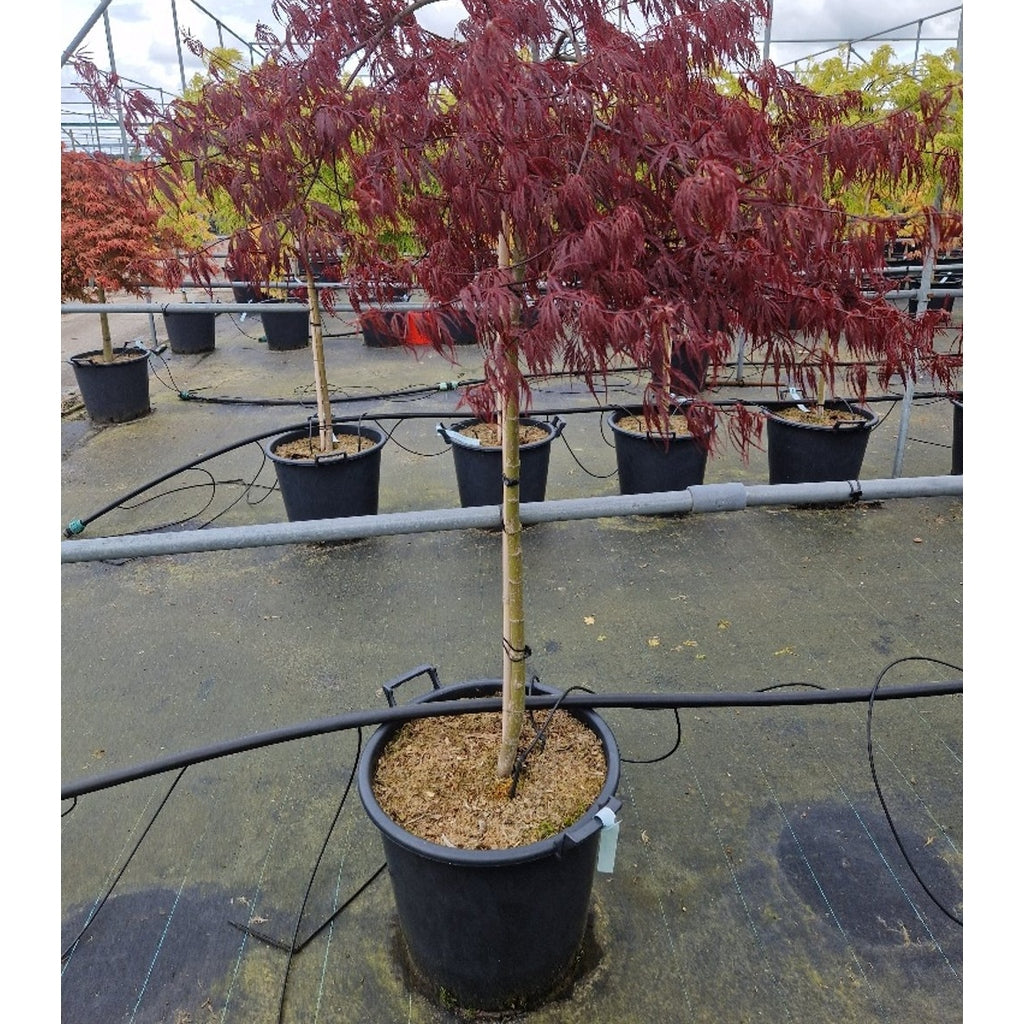 Japansk lönn – Acer pal. 'Crimson Princess' - 90 CM Stem C30