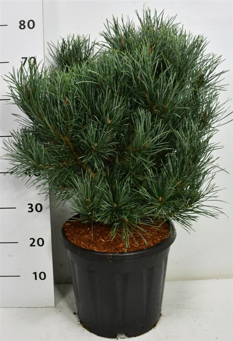 Tall – Pinus sylvestris 'Watereri' - C13 50-60 cm.