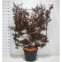 Japansk lönn – Acer palmatum 'Skeeter's Broom' - C45 120 cm. Scherm