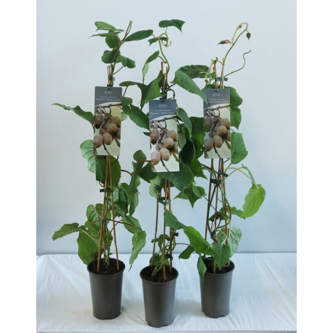 Minikiwi – Actinidia d. 'Boskoop' - C2 60-80 CM Stick