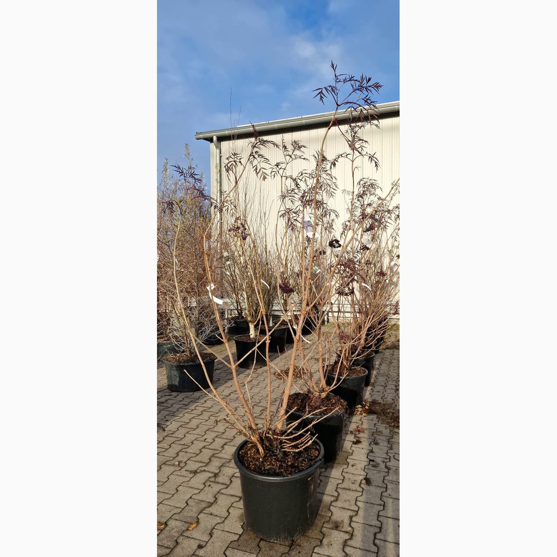 Fläder – Sambucus nigra &