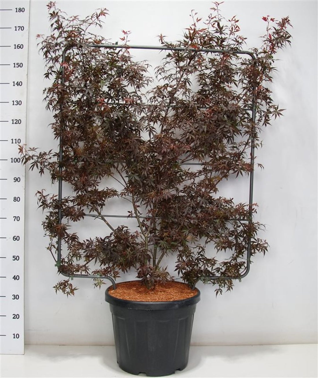 Japansk lönn – Acer palmatum &