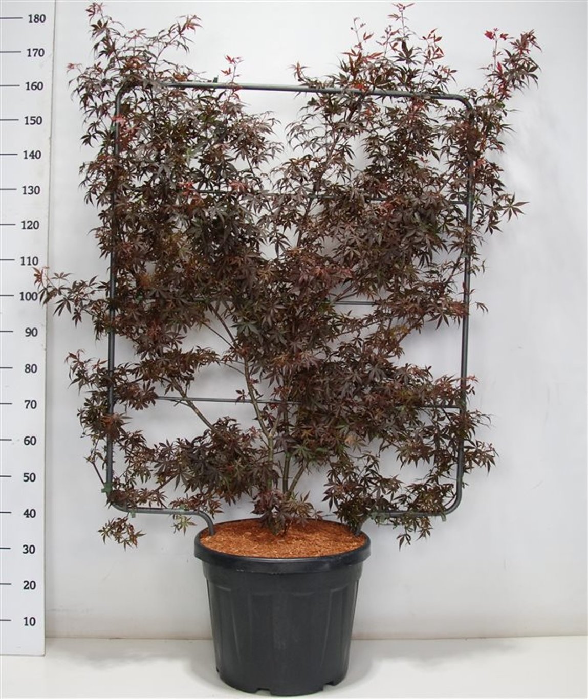 Japansk lönn – Acer palmatum &