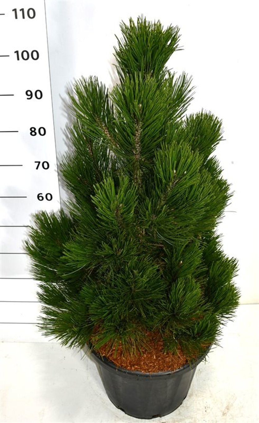 Balkantall – Pinus heldreichii 'Little Dracula' - C25 80-90 cm.