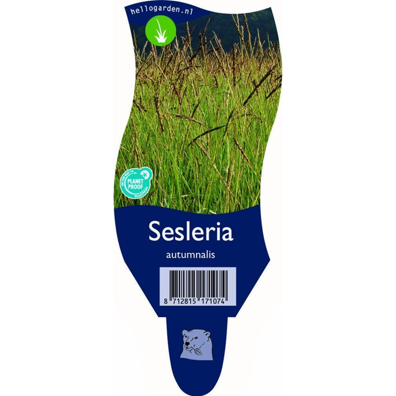 Höstfryle – Sesleria autumnalis - P11