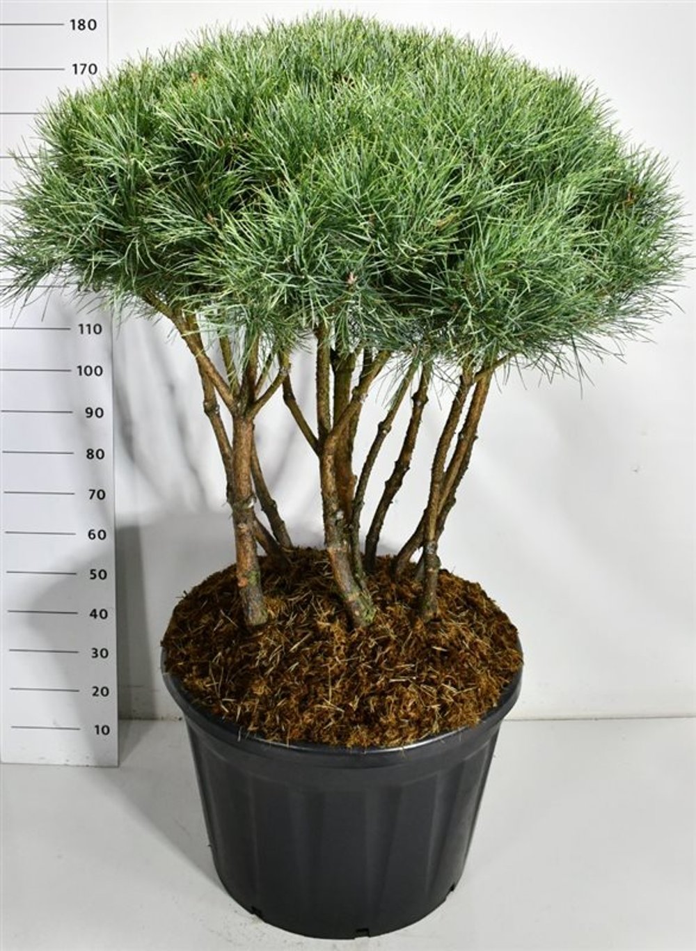 Tall – Pinus sylvestris &