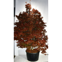 Japansk lönn – Acer palmatum 'Skeeter's Broom' - C280 300-350 cm.
