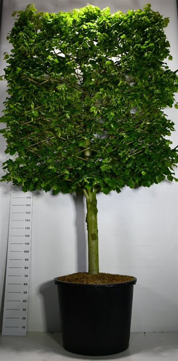 Stortbladig lind – Tilia platyphyllos - C350 110 cm. Halfstam leivorm