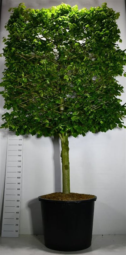 Stortbladig lind – Tilia platyphyllos - C350 110 cm. Halfstam leivorm