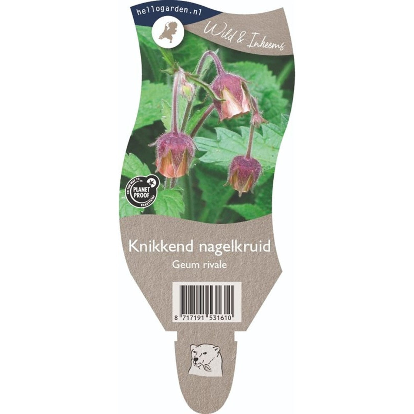 Nejlikrot – Geum rivale - P11