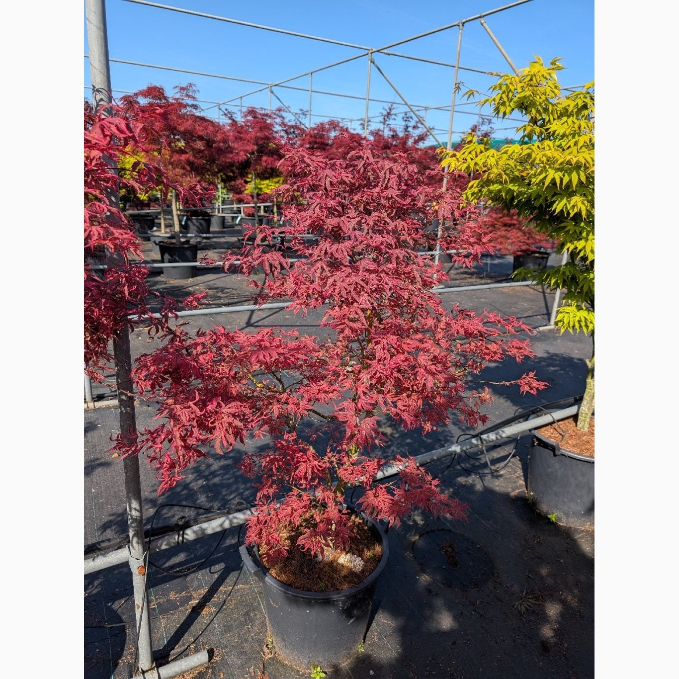 Japansk lönn – Acer shirasawanum - C35 80-100 CM