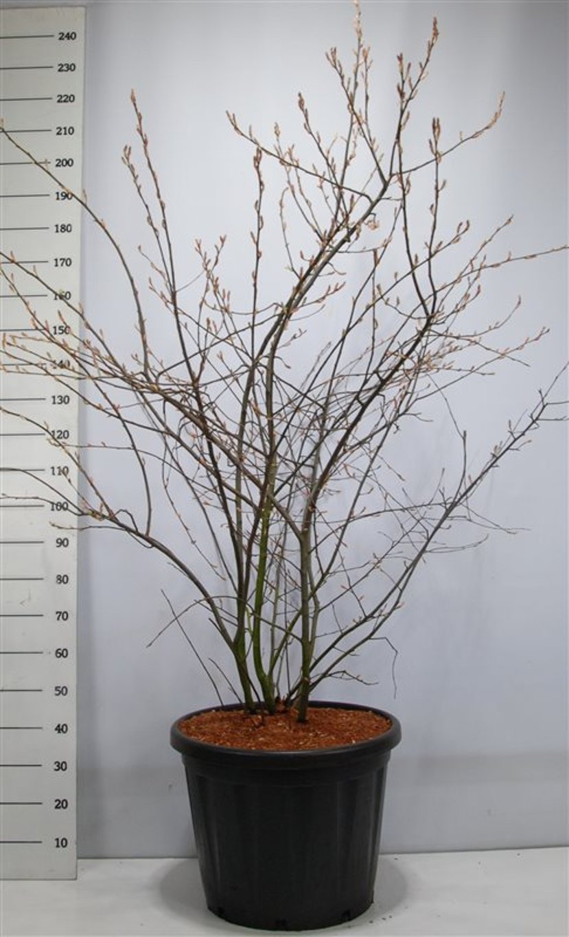 Prakttry – Amelanchier lamarckii - C110 150-175 cm.