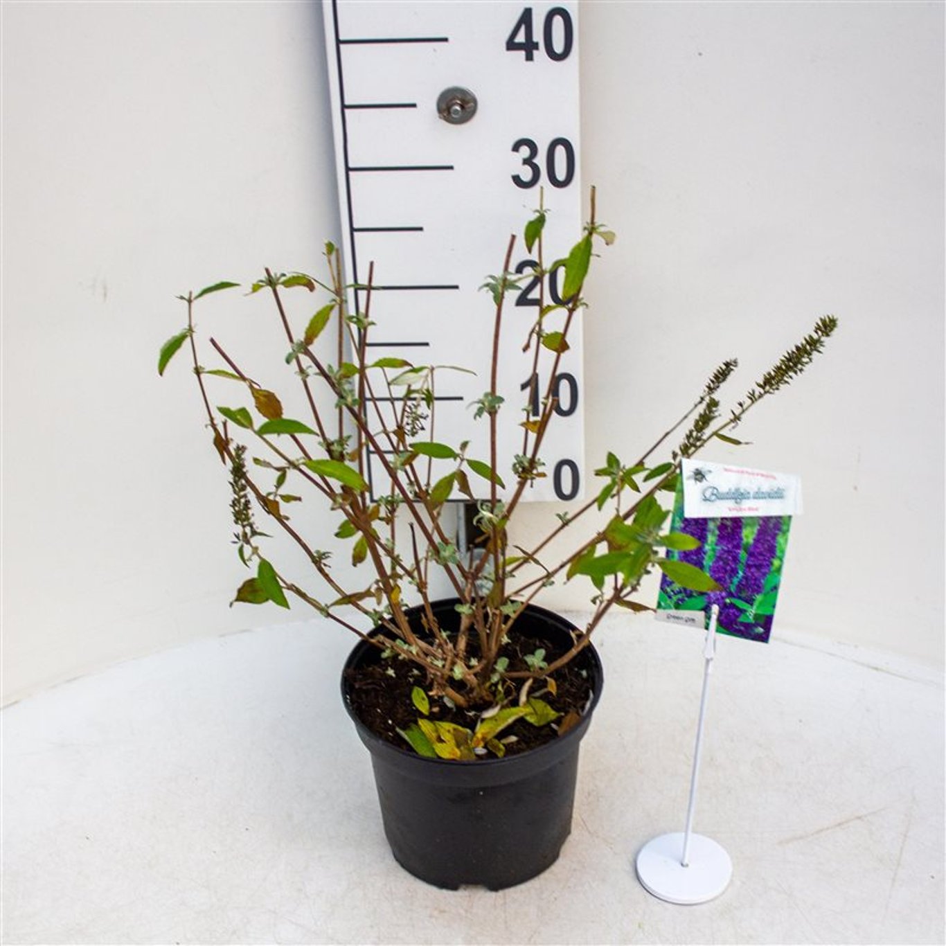 Sommarlilja – Buddleja d. 'Empire Blue' - C3 40-50 CM