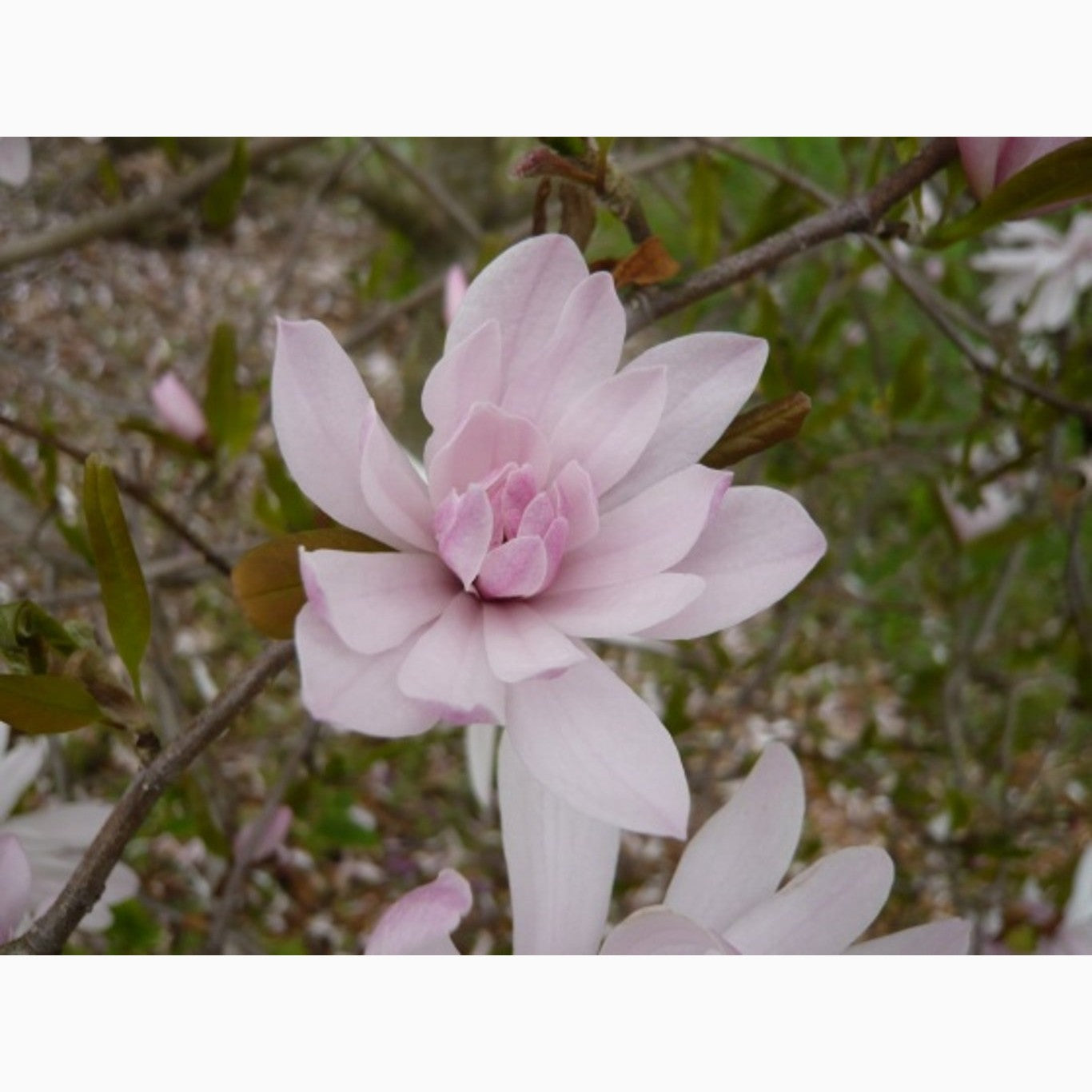 Magnolia – Magnolia stellata 'Rosea' - C10 125-150 CM