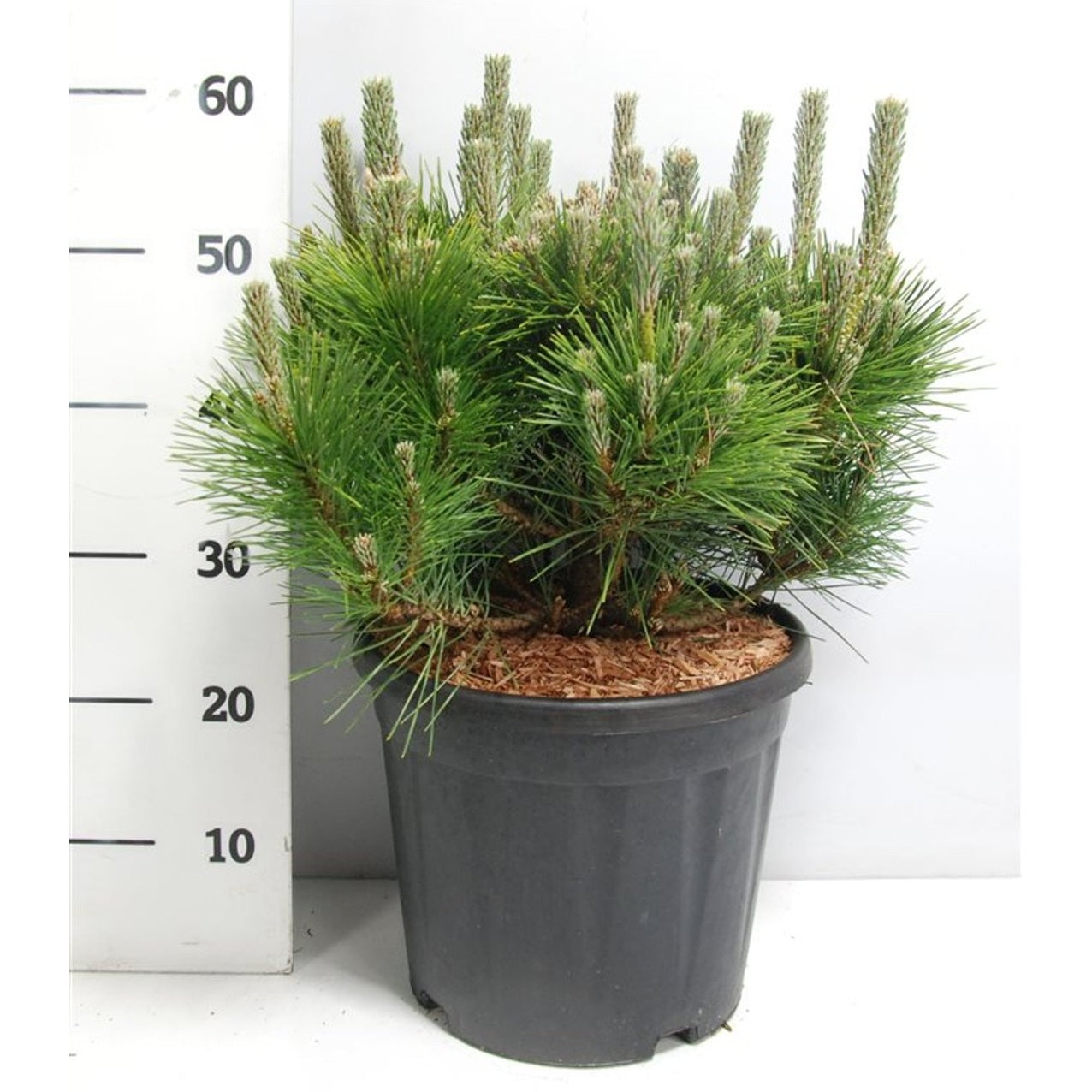 Japansk svarttall – Pinus thunbergii 'Sayonara' - C13 40-50 cm.