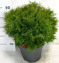 Thuja – Thuja occidentalis 'Woodwardii' - C7.5 40-50 cm.