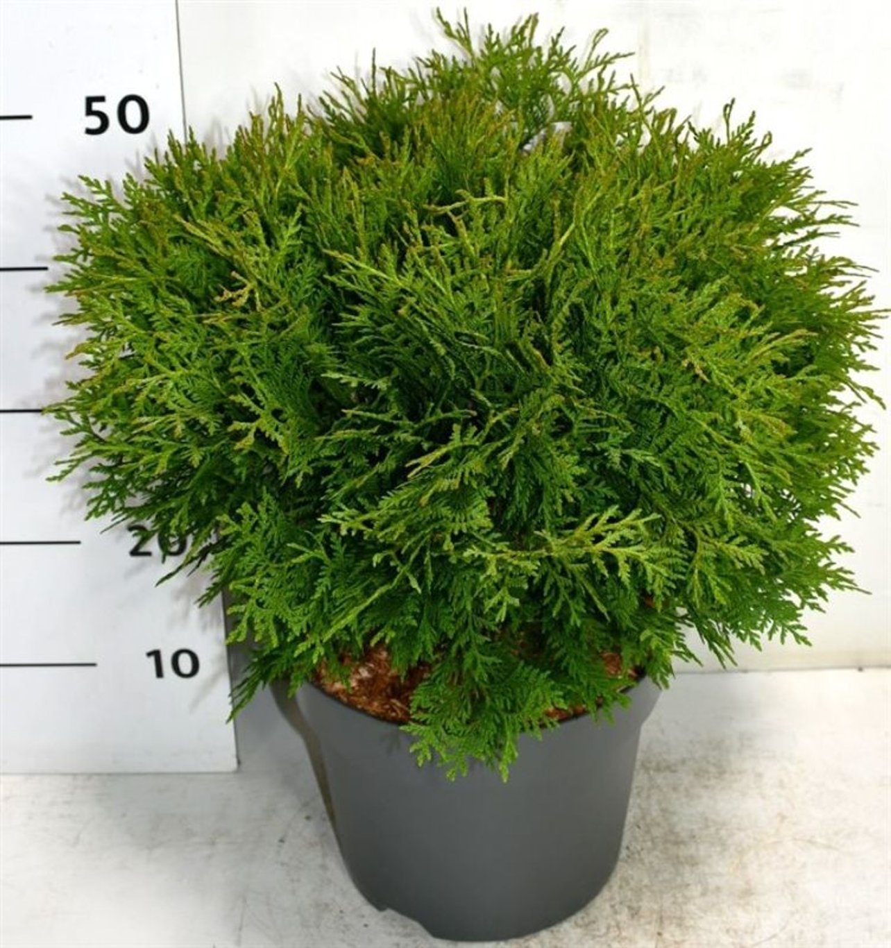 Thuja – Thuja occidentalis 'Woodwardii' - C7.5 40-50 cm.