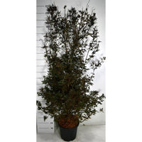 Japansk lönn – Acer palmatum 'Skeeter's Broom' - C35 150-175 cm.