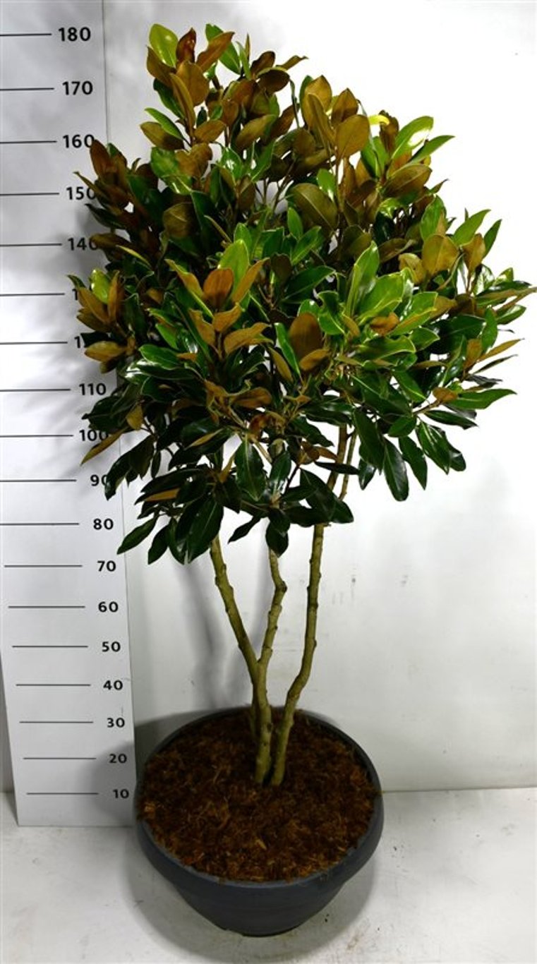 Städsegrön magnolia – Magnolia grandiflora &