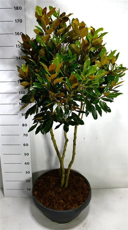 Städsegrön magnolia – Magnolia grandiflora &