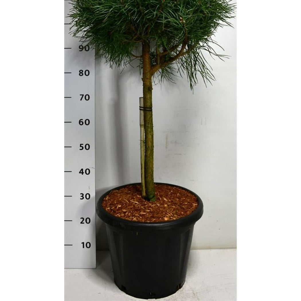 Tall – Pinus sylvestris 'Blue Pearl' - 40 CM Stem Cont.