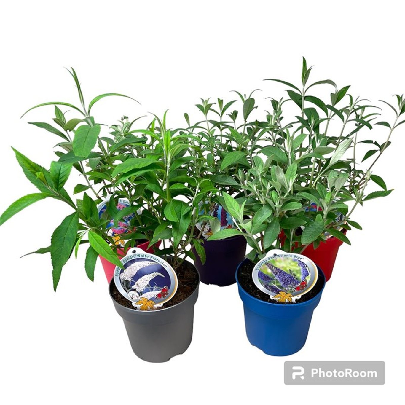 Sommarlilja – Buddleja davidii - C3