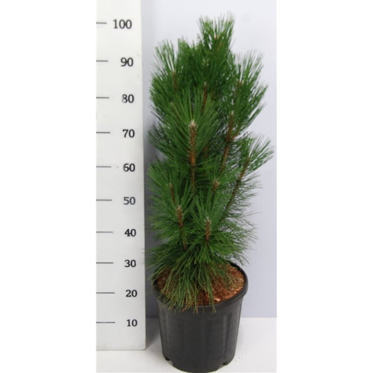 Svarttall – Pinus nigra 'Pyramidalis' - C13 60-80 cm.