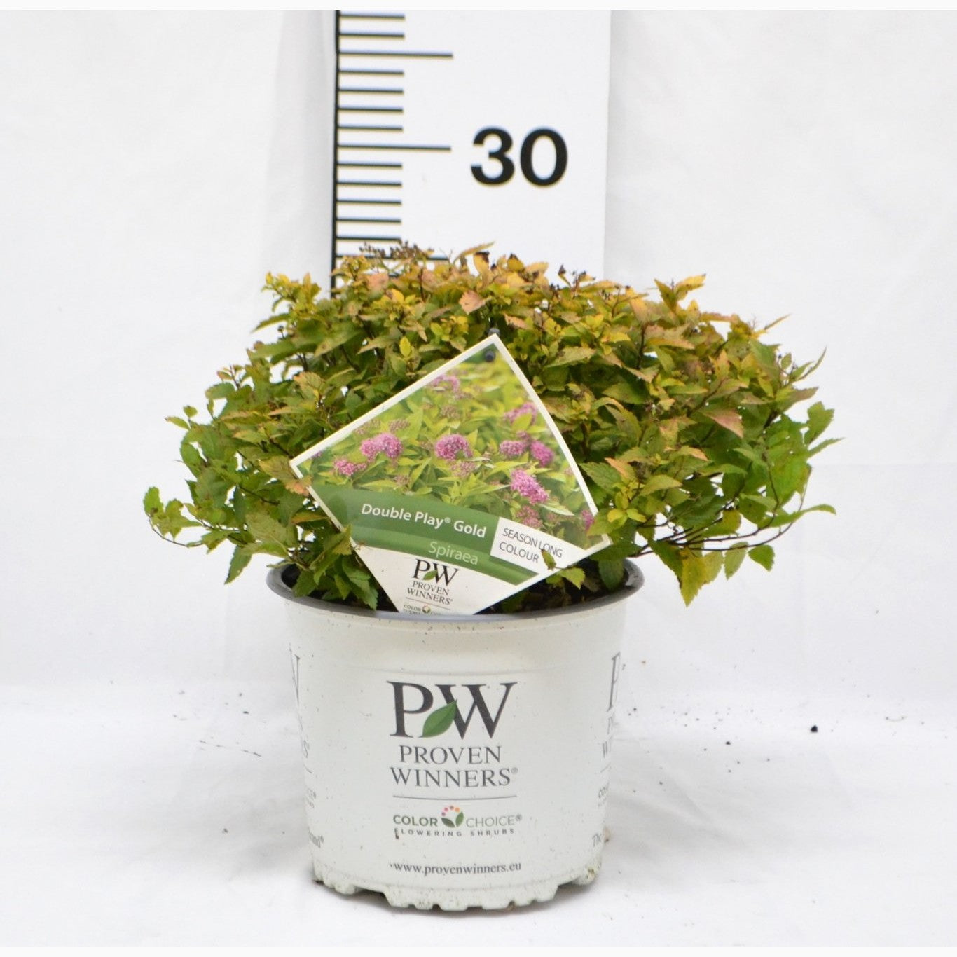 Praktspirea – Spiraea japonica DOUBLE PLAY 'Gold'® - C3 20-40 CM