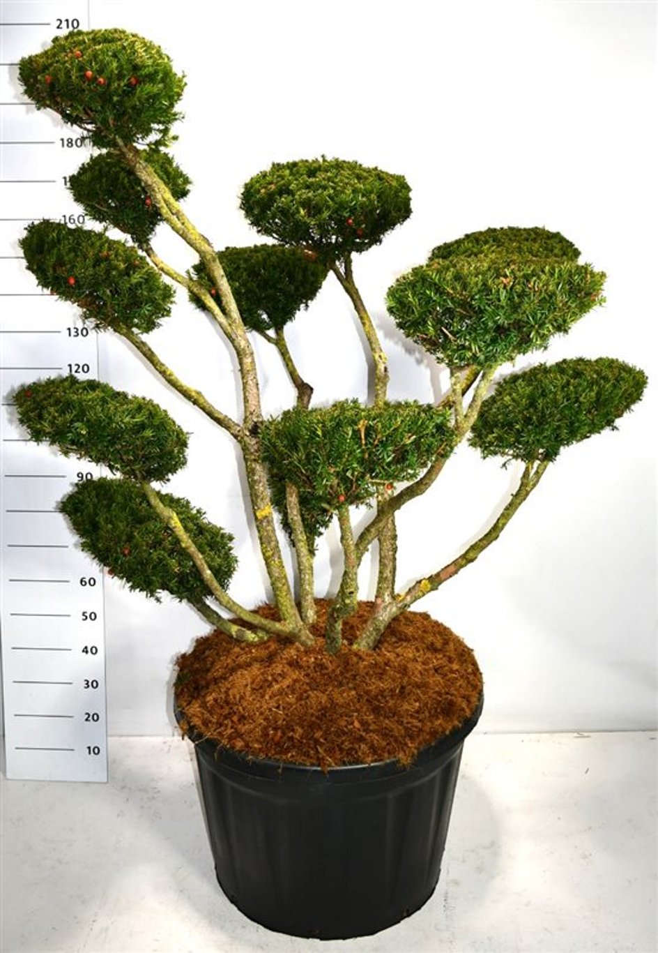 Japansk idegran – Taxus cuspidata &