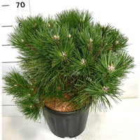 Svarttall – Pinus nigra 'Nana' - C13 40-50 cm.